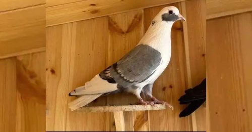 官员索贿95只“翻翻鸽” 价值78.2万