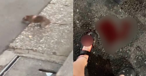 东京街头遭老鼠突袭 游客流血不止 急送医