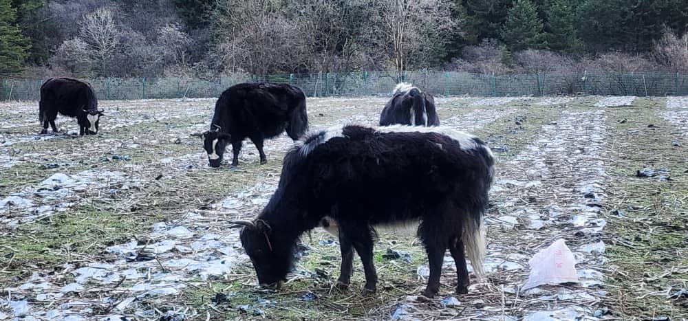 一群牦牛在草原上优游自在的吃草。