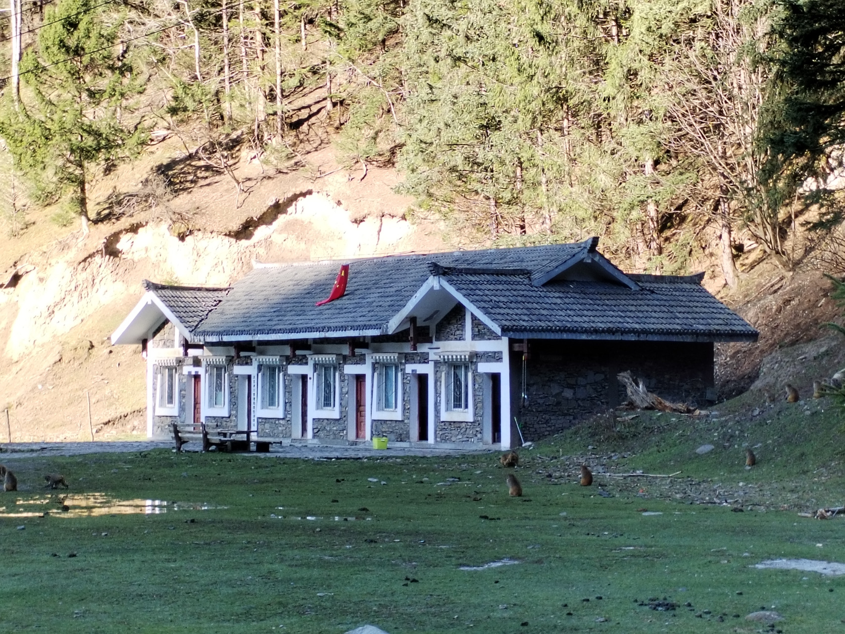 成群结伴的金丝猴，在游客面前徘徊不肯散去。