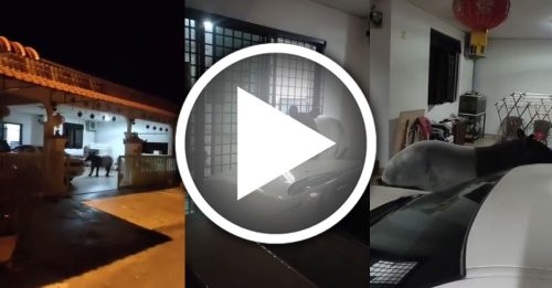 马来貘深夜闯民宅 网民歪楼笑问“什么号码”？