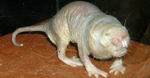 科学家破解裸鼹鼠长寿秘密 cGAS蛋白突变 寿命延长10倍