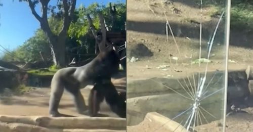 大猩猩突冲撞强化玻璃墙 应声破裂吓坏游客