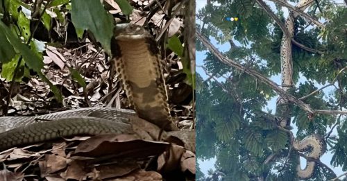 周末连假 眼镜蛇 蟒蛇 也出来放风透气？