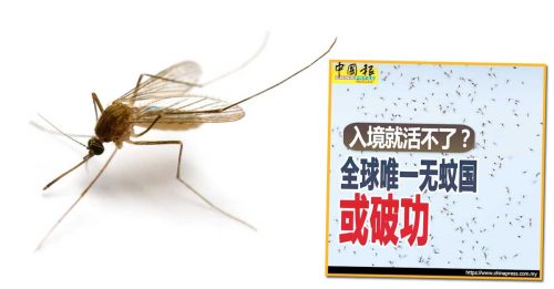 全球暖化 冰岛首次发现蚊子