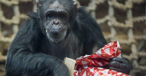 黑猩猩没有人权？ 美法院裁定：须留在动物园