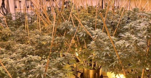 建大麻屋 走私逾吨烟草 纽警捕4中国人！