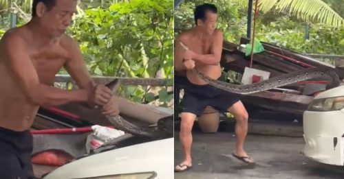 消拯大哥未到 华裔阿伯先出手 徒手擒拿大蟒蛇