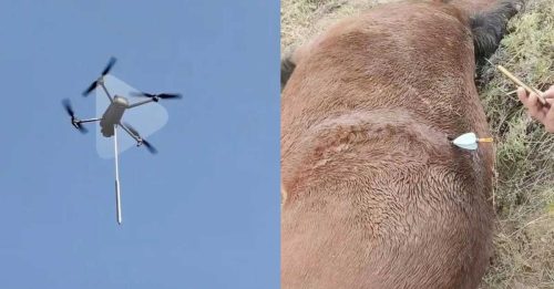 中国多地兴无人机猎杀风 家畜频遭空投箭矢射死