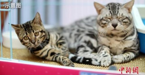 土耳其离婚奇案 前夫不用养前妻 每月逾千令吉养猫咪10年