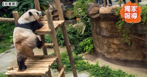 独家｜新一对大熊猫 料12月前抵马