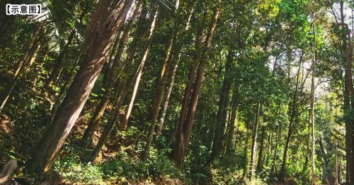 假警伸援手 却是狼爪！女子遭侵犯后 机智逃入森林