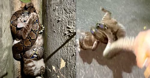 徒手抓蛇尾 抢救遭绞缠的猫 男子歉疚 夺走蟒蛇的晚餐