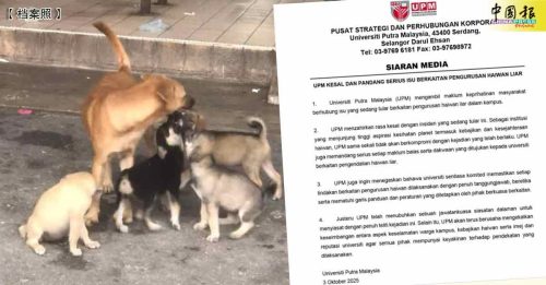 400酬劳捕杀校园“浪浪”？博大认了：深表遗憾 内部调查