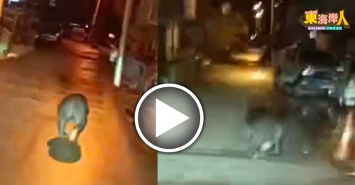 黑熊闯入华人新村 村民凌晨直击