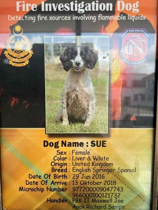 Sue在砂拉越消拯局服务7年，它因患有骨癌，与病魔抗争，最终不幸逝世。
