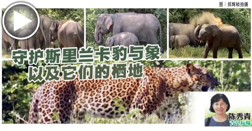 陈秀青：斯里兰卡豹与象之惊鸿