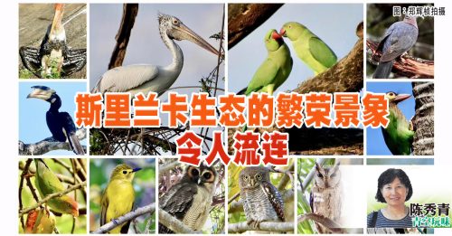 陈秀青：斯里兰卡野鸟情