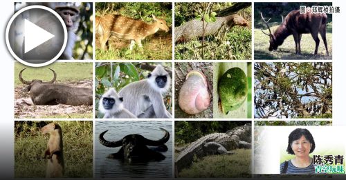 陈秀青：斯里兰卡野性乐章之终篇