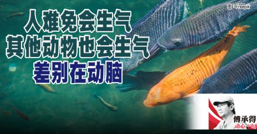 傅承得：会变脸色的鱼