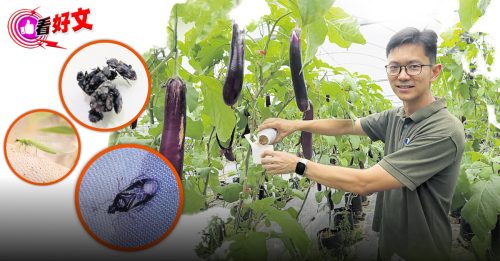 看好文：心见闻｜善用以虫治虫技术 让农业可持续发展