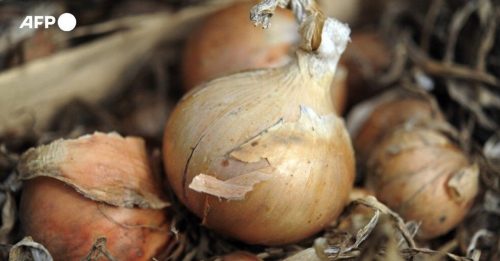 法国运往荷兰工厂洋葱 竟藏2枚百年手榴弹