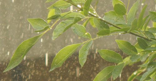 半岛大部分地区 雷雨强风至3pm