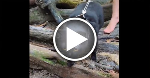 酷爱登山玩水 这只猫咪不宅家！