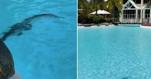鳄鱼闯酒店泳池 游客仍悠闲晒太阳