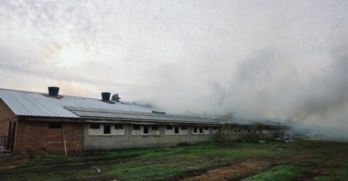 俄无人机袭击乌克兰东部  法记者殉职 农场1.3万头猪阵亡