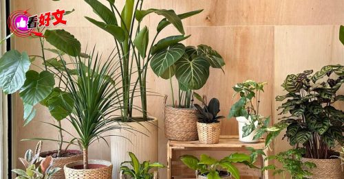看好文：生活品味｜人会中暑 植物也怕没风不透气