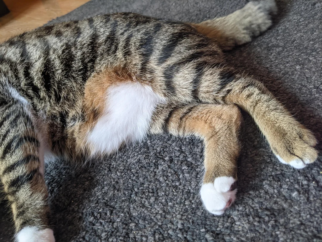 看好文：宠物情缘 | 猫肚一坨肉 竟暗藏乾坤！