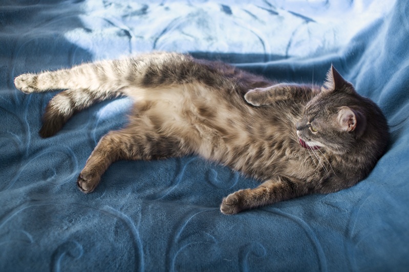 看好文：宠物情缘 | 猫肚一坨肉 竟暗藏乾坤！