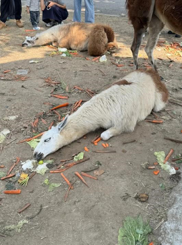 羊驼因游客疯狂喂食，致吃得太饱倒地反白眼。