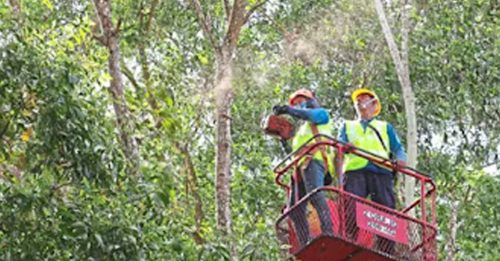 今年首9个月  逾3000树倒事故 6人枉死