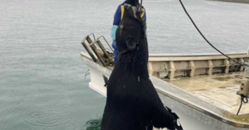 青森县惊见黑熊游泳渡岸 猎人成功枪杀