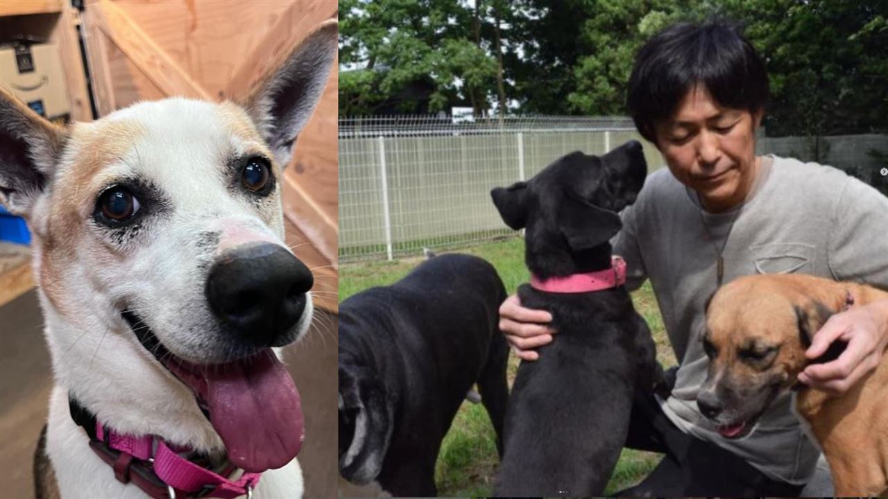 被狗救了命，斋藤宏隆转身救更多生命：他卖法拉利、关公司，只为让“问题犬”活下去。
