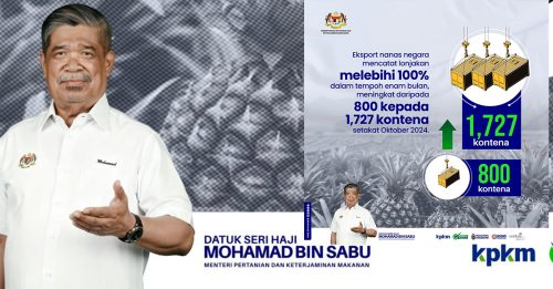 农长：可创造丰厚收入 半年黄梨出口翻倍