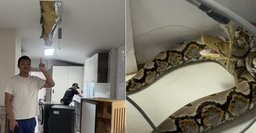 蟒蛇撞穿天花板 警察爱猫遭吞噬！