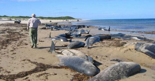 浮尸湖面！亚马逊水温41度 海豚被湖水煮死