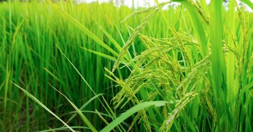 全球暖化影响农业 英国转型种稻非异想天开