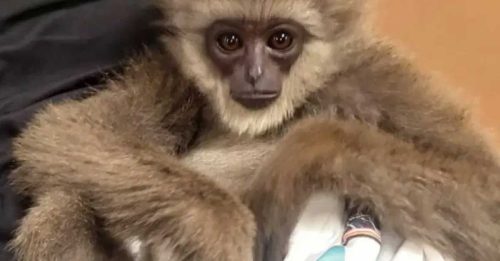 长臂猿藏行李 每只12万 大马疑成走私中转站