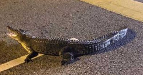 鳄鱼爬上路疑被撞 消拯员制伏 交森林局