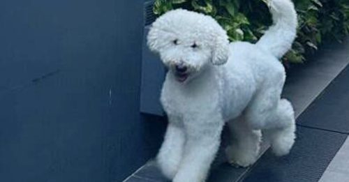 贵宾犬做美容猝死 死前挣扎10分钟 没人理