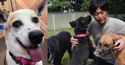 主人欲轻生 它挡门 他卖法拉利 创收容所