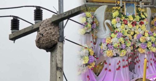 爬电线杆摘蜂窝做下酒菜 男触电亡全身焦黑