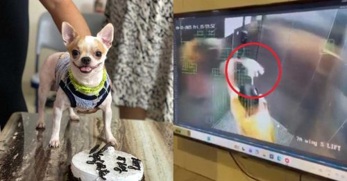 女佣摔死小狗谎称猝死 主人查看CCTV痛哭失声！