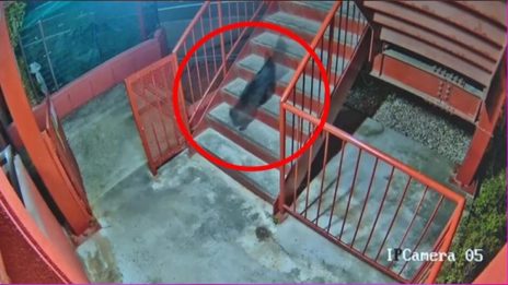 日本熊害 草木皆兵 黑大胖闪过 吓坏众人