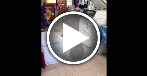 合趾猿跑进教师办公室觅食 网打趣：来帮忙复印