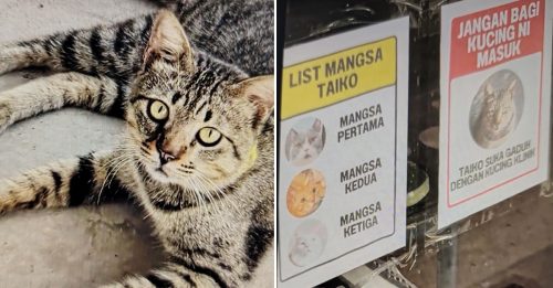 常闯入打架致伤同类 诊所发狸花猫“禁足令”